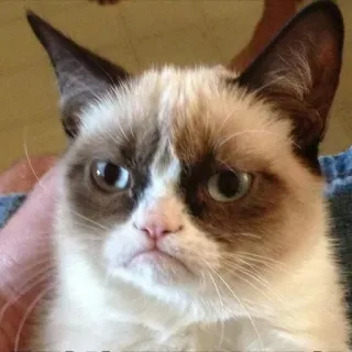 😒 Grumpy Cat Katze, grantig, Meme, Tier, Haustier, unzufrieden telegram sticker