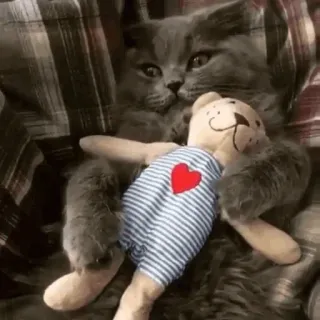 ❤️ cat, teddy bear, heart, pet, cute, animal, stuffed animal telegram sticker
