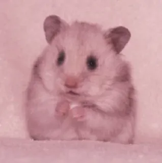 🤏 hamster, animal, pet, cute telegram sticker