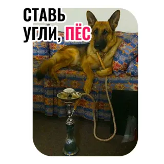 🐶 СТАВЬ угли, ПЁС cão, shisha, narguilé, fumar, russo, texto, carvão, pastor alemão telegram sticker