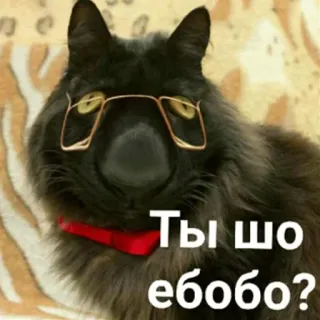 🧐 Ты шо ебобо? 고양이, 안경, 불쾌한, 유머 telegram sticker