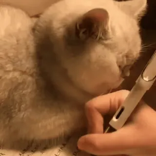 🐾 gato, escrita, caneta, animal de estimação, animal, animal doméstico telegram sticker