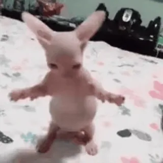 🥳 cat, hairless cat, sphynx, funny, animal, pet, meme whatsapp sticker