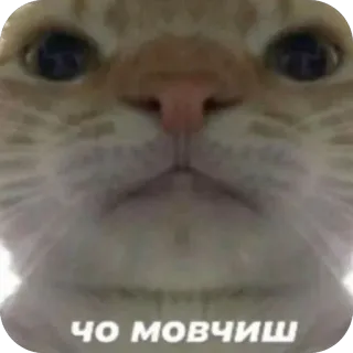 🫥 ЧО МОВЧИШ cat, staring, meme, funny, animal, expression telegram sticker