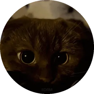 😍 gatto, animale, animale domestico, carino, occhi, meme telegram sticker