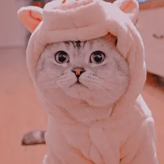 🐾 แมว, สัตว์, น่ารัก, สัตว์เลี้ยง, ลูกแมว, เสื้อมีฮู้ด whatsapp sticker
