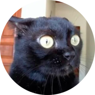 😮 cat, animal, black cat, meme, funny, pet, domestic animal telegram sticker
