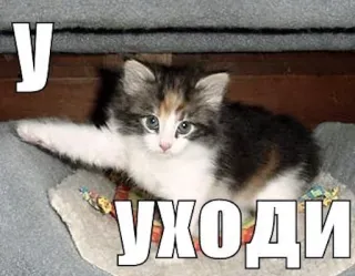 👈 У УХОДИ telegram sticker