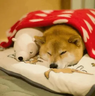 🐾 Hund, Shiba Inu, schlafend, süß, Decke, Plüschtier whatsapp sticker