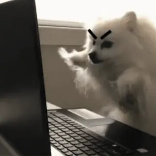 😠 perro, ordenador, enfadado, meme, gracioso, animal whatsapp sticker