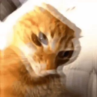 😎 cat, meme, orange cat, funny, animal whatsapp sticker