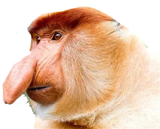 😐 长鼻猴, 猴子, 动物, 哺乳动物, 野生动物, 濒危物种 telegram sticker