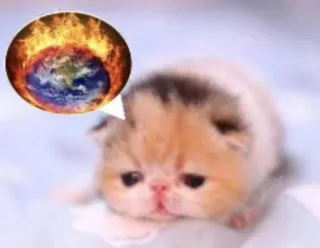 😡 cat telegram sticker