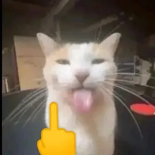 😝 cat, middle finger, offensive gesture, animal whatsapp sticker