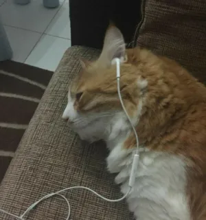 🎧 cat, headphones, music, pet, animal, orange tabby, cute telegram sticker