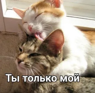 ❤️ Ты только мой แมว, ความรัก, น่ารัก, สัตว์, มิตรภาพ whatsapp sticker