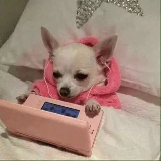 😔 Hund, Chihuahua, Spiel, Kopfhörer, Rosa whatsapp sticker
