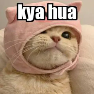 😂 kya hua chat, mème, animal, mignon, animal de compagnie, humour, chaton telegram sticker