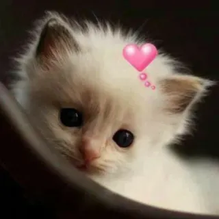 🐾 chaton, chat, mignon, animal de compagnie, animal, cœur whatsapp sticker