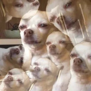 😨 chihuahua, hond, meme, grappig, huisdier, dier telegram sticker