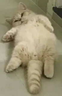 🐱 chat, animal, mignon, chat domestique, félin, animal de compagnie, dormir, paresseux telegram sticker