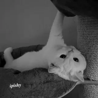 🕸 ipishy 猫, 宠物, 动物, 可爱, 白猫 telegram sticker