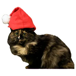 🤶 kot, zwierzę, kociak, zwierzak, boże narodzenie, czapka świętego mikołaja, święto telegram sticker