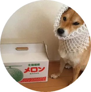 😐 北海道
メロン pies, shiba inu, melon, owoc, śmieszne, japonia, japoński telegram sticker