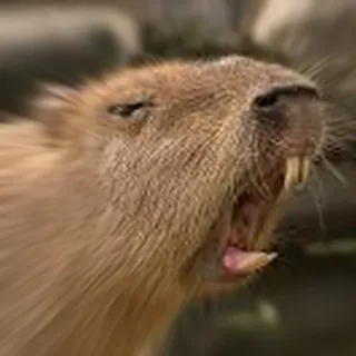 🤬 Capybara, Nagetier, Tier, Wildtier whatsapp sticker