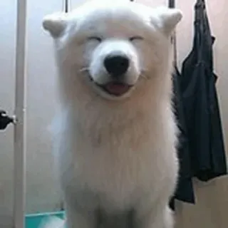 🐾 Hund, lächelnd, Samojede, weißer Hund, Tier, Haustier whatsapp sticker