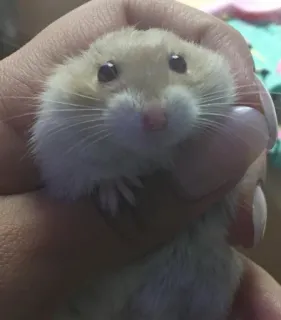 😍 hamster, animal, cute, pet, mammal telegram sticker
