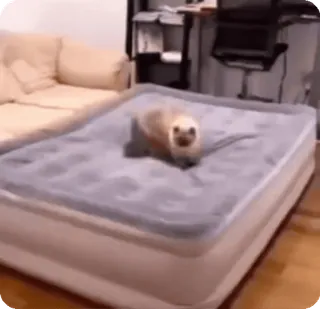 🌟 seal, animal, mammal, cute, bed, mattress, pet telegram sticker