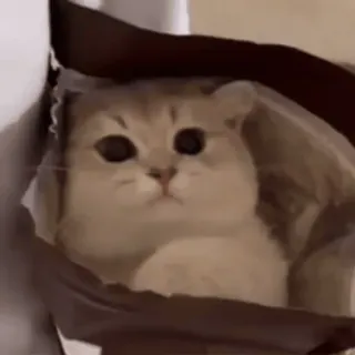 😊 gato, animal, animal de estimação, bolsa, fofo, engraçado, gatinho whatsapp sticker