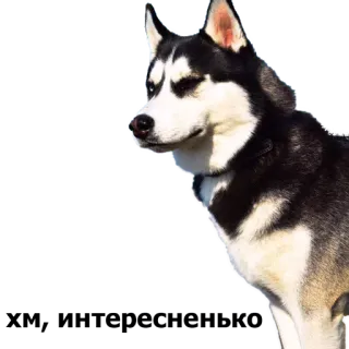 🤔 LET'S GO BRANDON dog, husky, siberian husky, animal, pet whatsapp sticker