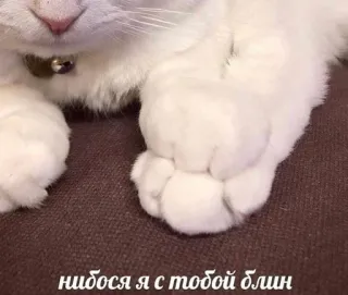 🤍 нидося я с тобой блин gato, pata, russo, animal doméstico telegram sticker