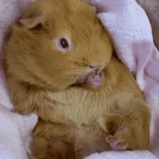 🐹 guinea pig, pet, animal, cute, rodent, cavy telegram sticker