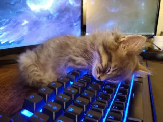 🐱 kucing, anak kucing, keyboard, komputer, tidur, berbulu, hewan peliharaan, binatang telegram sticker