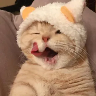 😴 Katze, Tier, süß, Kätzchen, Haustier, lustig telegram sticker