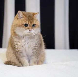 🐱 kucing, imut, emas, menggemaskan, hewan peliharaan, felin, binatang whatsapp sticker