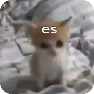 👍 es chat, chaton, mignon, animal telegram sticker