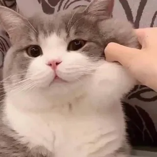😒 gato, mascota, animal, gato doméstico, lindo, gris, blanco telegram sticker