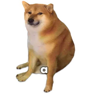 🐶 a โดจ, หมา, มีม, สัตว์ whatsapp sticker
