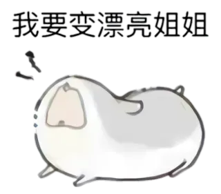 🎀 我要變漂亮姐姐 mignon, animal, chat, potelé, chinois whatsapp sticker