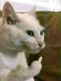 ‼️ Katze, Stinkefinger, beleidigend, unhöflich, Tier telegram sticker