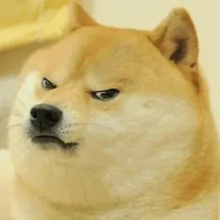 😾 Doge doge, mem, pies, zwierzę, śmieszne telegram sticker