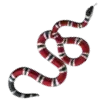 🐍