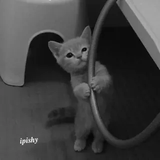 🕸 ipishy 小猫, 猫, 可爱, 宠物, 动物, 家养, 猫科 telegram sticker