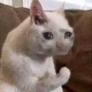 😕 cat, crying, sad, meme whatsapp sticker