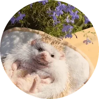 🌟 nhím, động vật, dễ thương, thú cưng, hoa, thiên nhiên telegram sticker