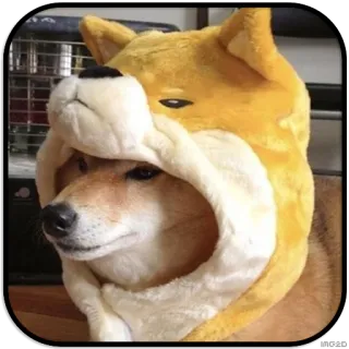 👀 dog, shiba inu, hat, animal, cute telegram sticker